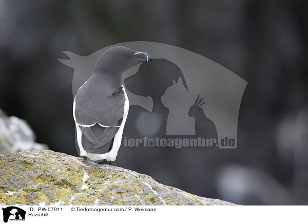 Tordalk / Razorbill / PW-07911