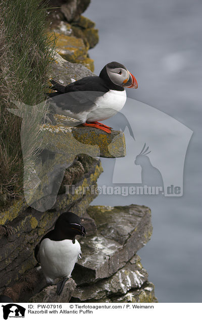 Tordalk mit Papageitaucher / Razorbill with Altlantic Puffin / PW-07916