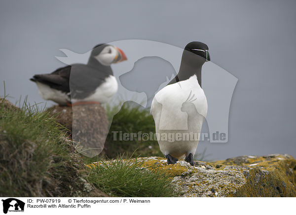 Tordalk mit Papageitaucher / Razorbill with Altlantic Puffin / PW-07919