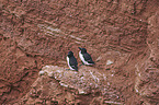 razorbills