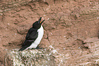 razorbill