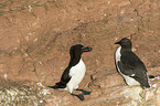 razorbills