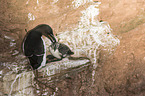 razorbills