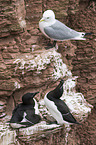 razorbills