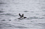 razorbill