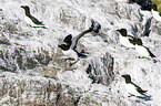 razorbills