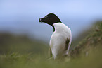 razorbill