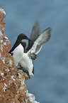 razorbills