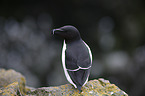 Razorbill
