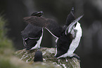 Razorbills