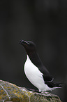 Razorbill
