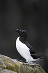 Razorbill
