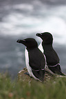 Razorbills