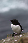 Razorbill