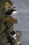 Razorbill with Altlantic Puffin