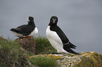 Razorbills