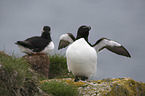 Razorbills