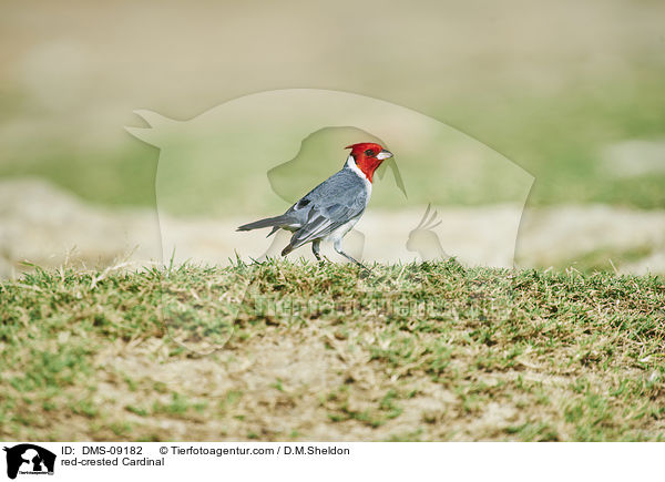Graukardinal / red-crested Cardinal / DMS-09182