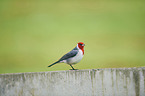 red-crested Cardinal