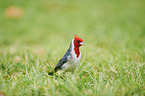 red-crested Cardinal