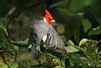 red-crested cardinal