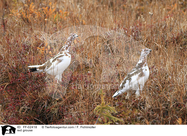 red grouse / FF-02418