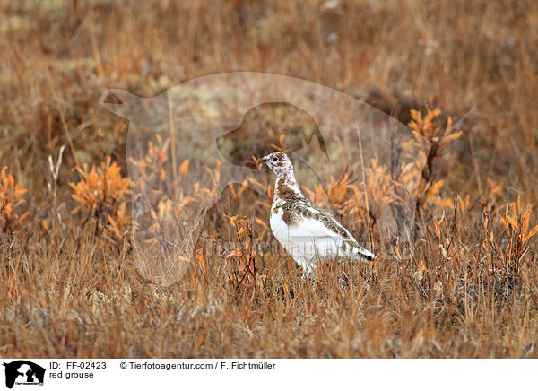 Moorschneehuhn / red grouse / FF-02423
