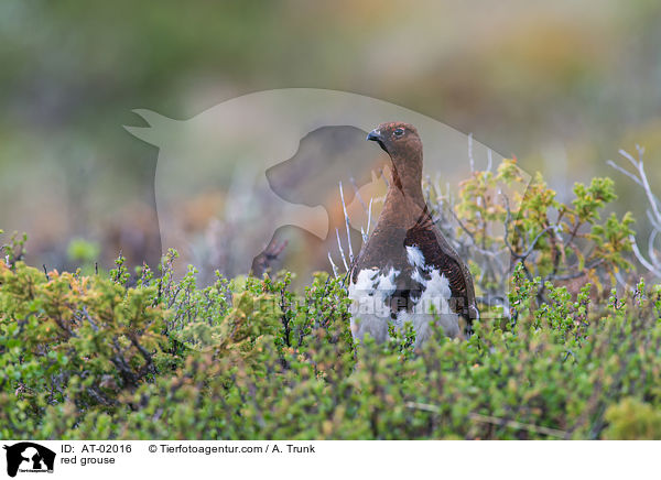 red grouse / AT-02016