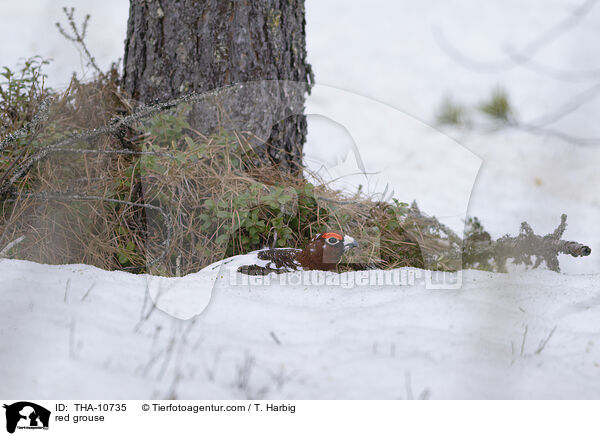 Moorschneehuhn / red grouse / THA-10735