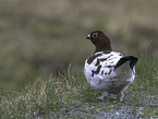 red grouse