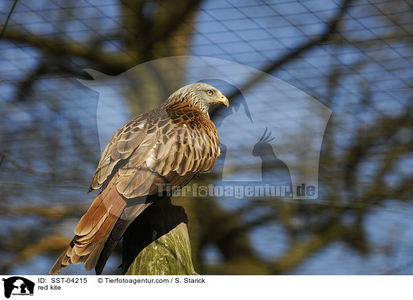 red kite / SST-04215