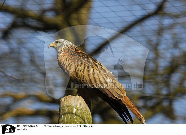 red kite / SST-04216