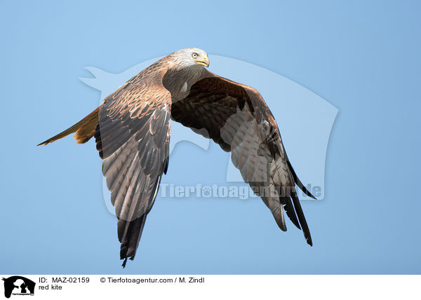 Rotmilan / red kite / MAZ-02159