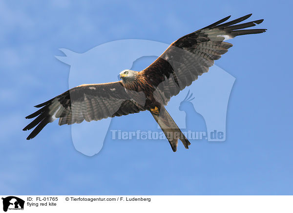 flying red kite / FL-01765