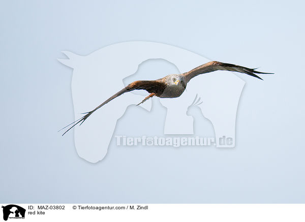 red kite / MAZ-03802