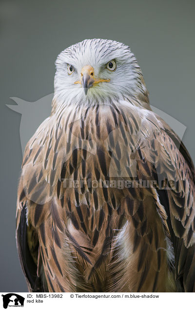 red kite / MBS-13982