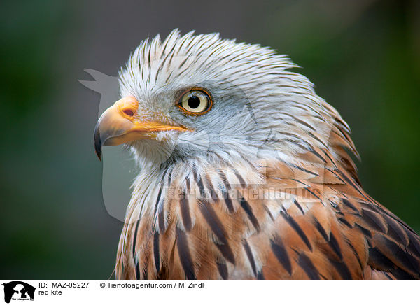 red kite / MAZ-05227