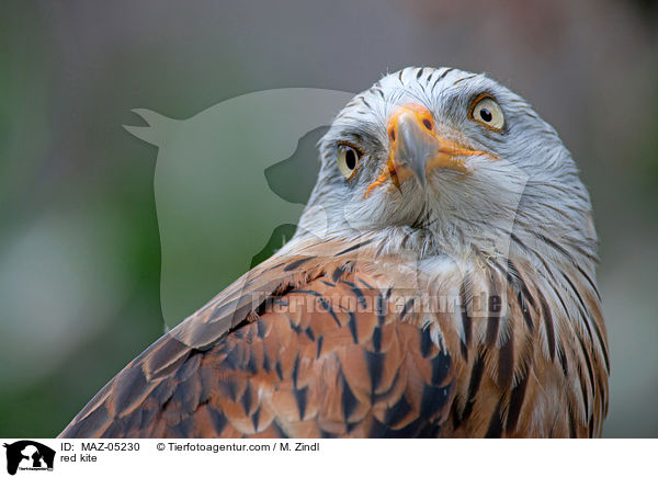 Rotmilan / red kite / MAZ-05230
