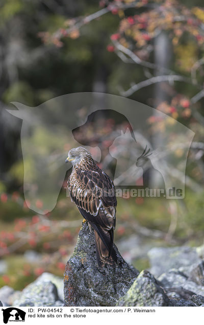 Rotmilan sitzt auf Stein / red kite sits on the stone / PW-04542