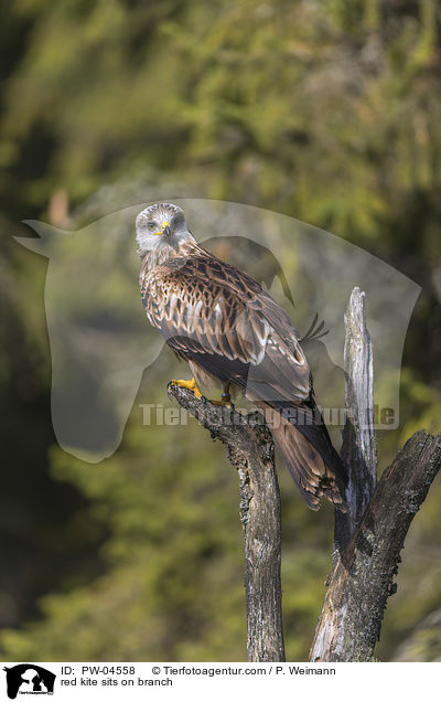 Rotmilan sitzt auf Ast / red kite sits on branch / PW-04558
