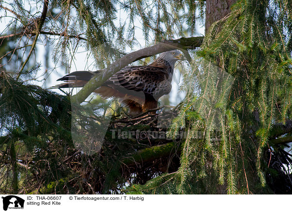 sitzender Rotmilan / sitting Red Kite / THA-06607