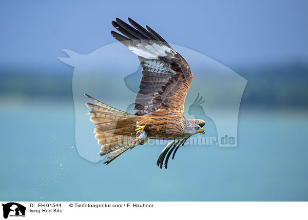 fliegender Rotmilan / flying Red Kite / FH-01544