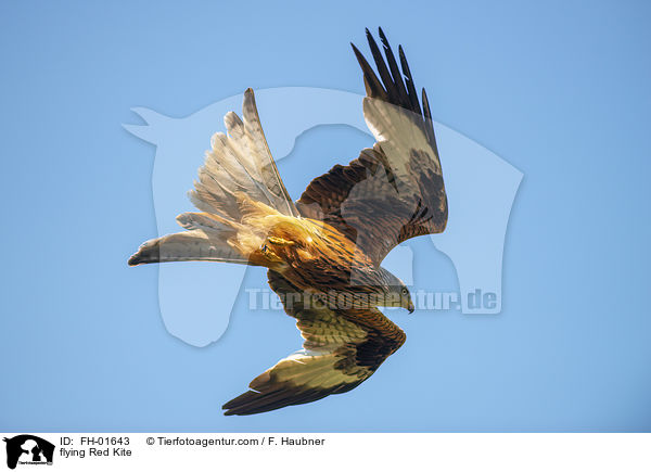fliegender Rotmilan / flying Red Kite / FH-01643