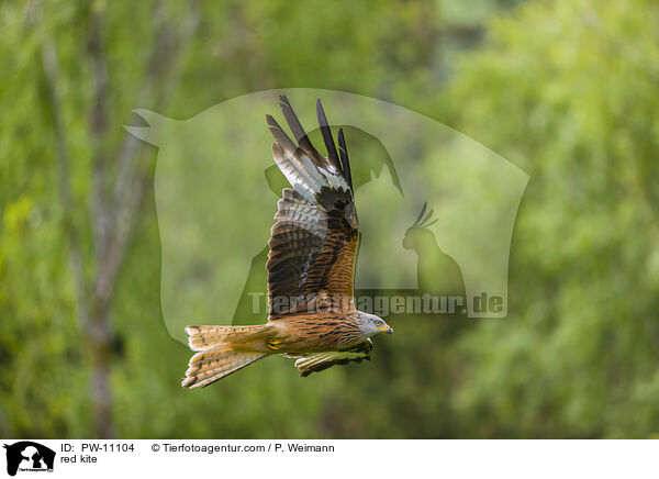 red kite / PW-11104
