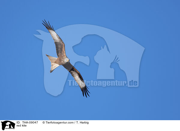 red kite / THA-09047