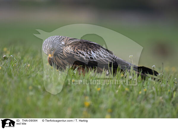 Rotmilan / red kite / THA-09084