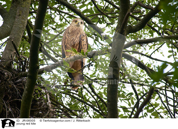 junger Rotmilan / young red kite / JR-06005