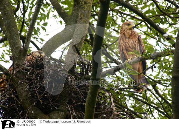 junger Rotmilan / young red kite / JR-06006