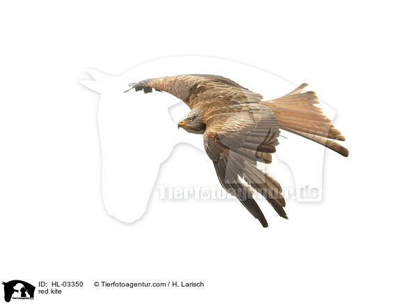 Rotmilan / red kite / HL-03350