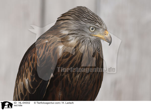 Rotmilan / red kite / HL-04002